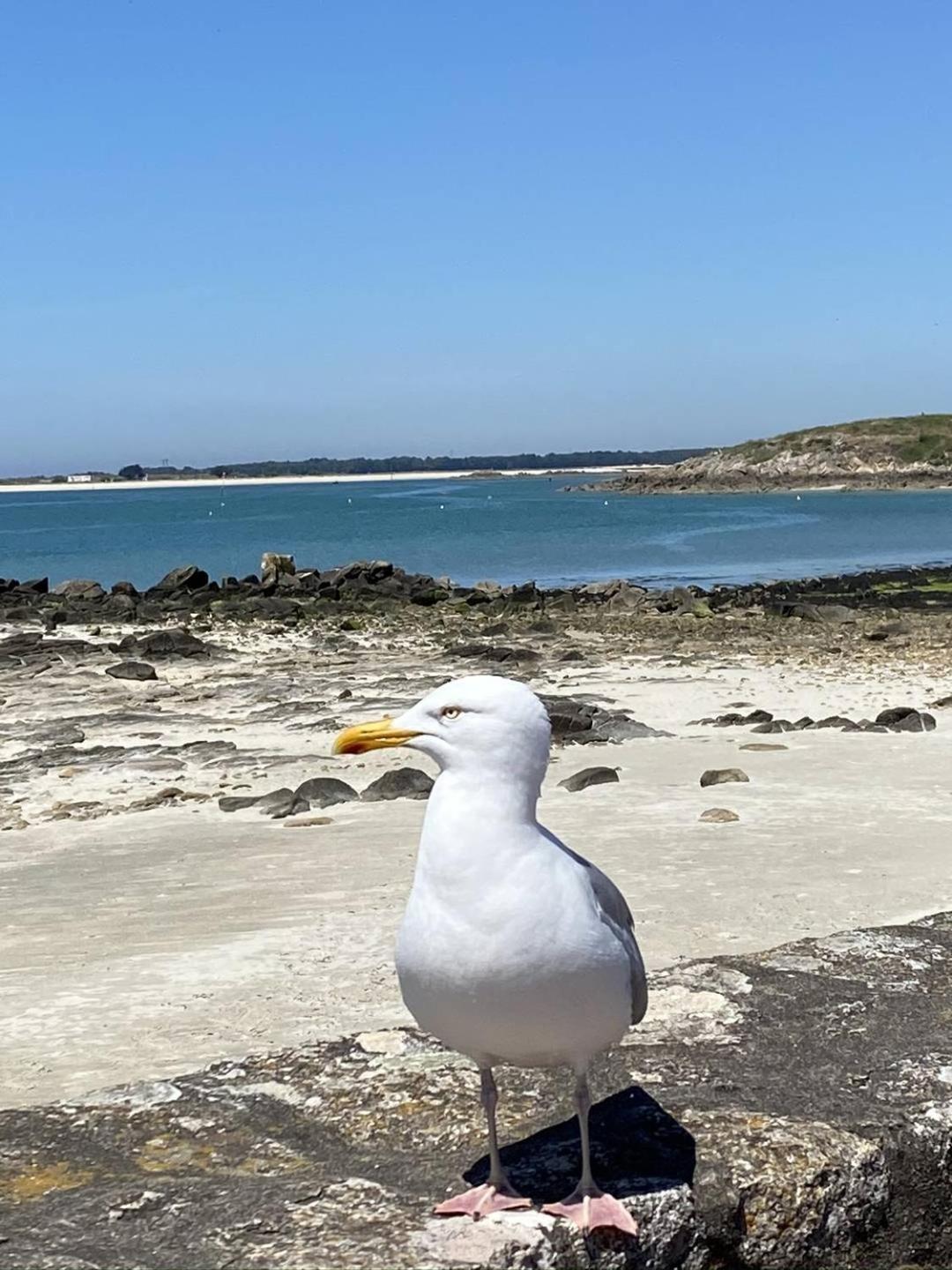 Confortable Studio, Wifi, Parking, Proche Plage Carnac Exterior photo